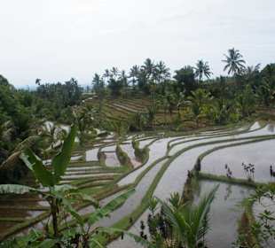 Reisfeld auf Bali