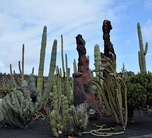 Jardin de Cactus