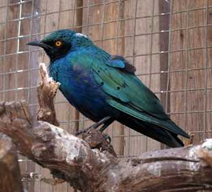 Bird