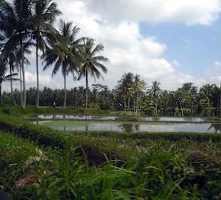 Reisterrassen im Hinterland