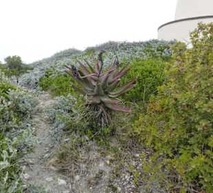 Kap Agulhas