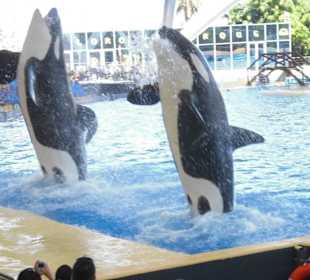 Orca show
