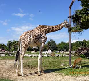 Safaripark Gardasee