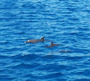 Die ersten Delfine werden gesichtet