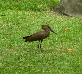 Gartenanlage Senegambia Hotel - Hammerhead