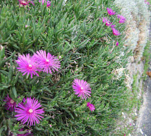 Blumenpracht in Stazzona