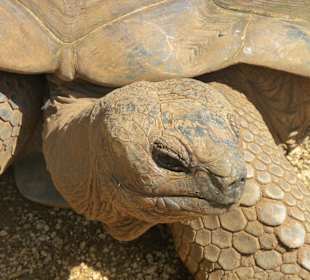 La Vanille Crocodile Park