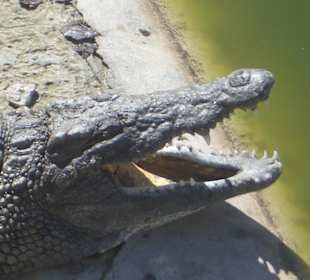 Eine Krokodilschnautze
