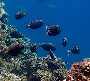 Schule von Doktorfischen