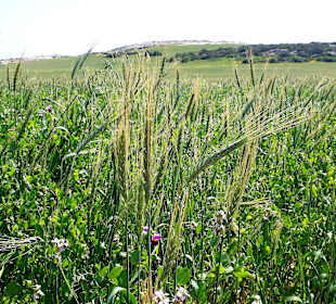 Nationalpark Kap Greco