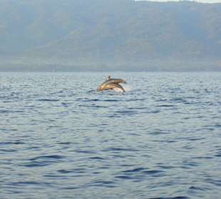 Delfinmutter mit Kind