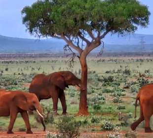 Elefant kratzt sich am Baum