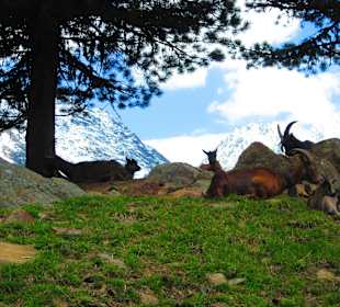 Ziegen bei der Nissl Alm