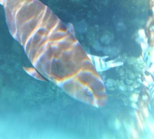 Beim Schnorcheln am Hausriff