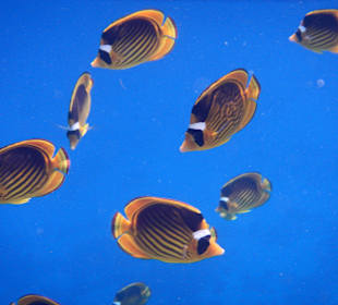 Tabak-Falterfische