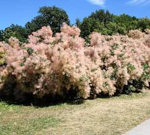 Garten vor dem Alten Schloss der Eremitage