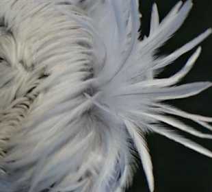 Pelikan mit kesser Frisur