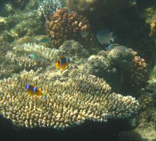 Hausriff Hotel Lahami Bay