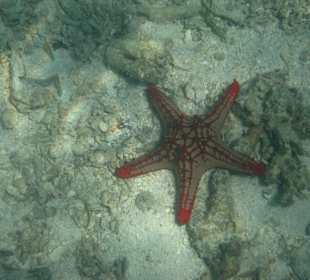 Seestern