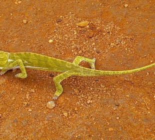 Tsavo West National Park