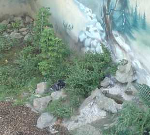 Zoo Brno