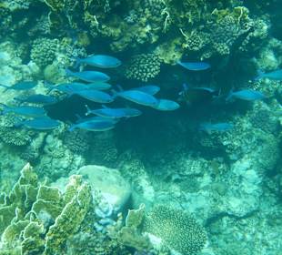 Die blauen Begleiter