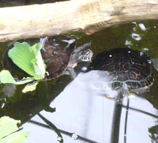 Schildkröten im Botanischen Garten Potsdam