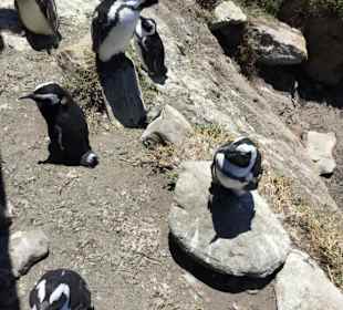Stoney Point African Penguin Breeding Colony