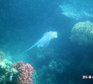 Beim Schnorcheln - Blaupunktrochen.