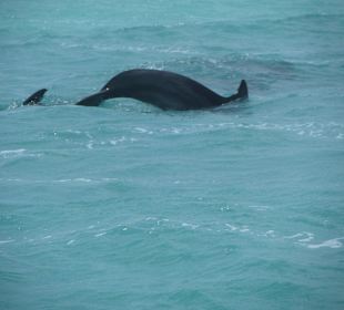 Delphine in freier Natur