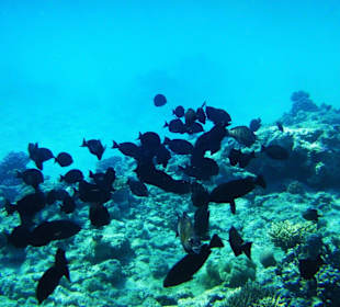 Unterwasserfoto im Hoteleigenem Hausriff