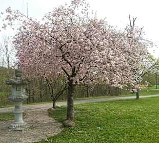 Blütezeit im nahen Kurpark 