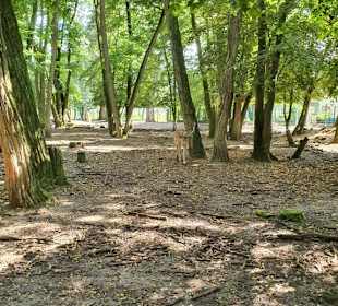 Wildpark Mainz-Gonsenheim