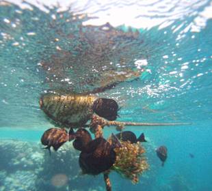 Eine Art Falterfische