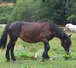 Parcul Natural Apuseni 