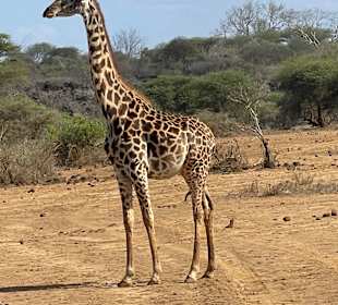 Geführte Touren Robert Safaris Adventure Galu Beach