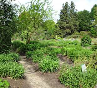 Spaziergang durch den Botanischen Garten Bremen