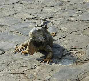 Leguane im Park vor der Kathetrale