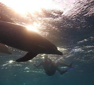 Delfine im Sonnenlicht