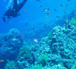 Wunderschönes Hausriff Hotel Melia Sinai