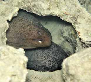 Schnorcheln Coraya Bay Marsa Alam