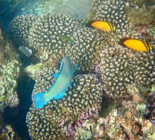 Unterwasserwelt Musandam