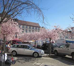 Frühling in Landau