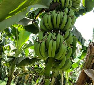 Luxor - Bananenplantage