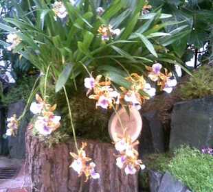 Orchideenausstellung