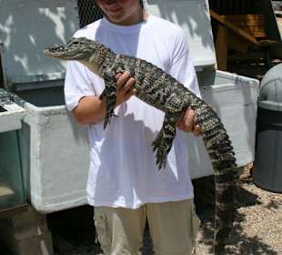 Aligator zum anfassen