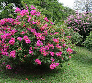 Botanischer Garten Kandy