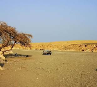 BBQ Dinner - Nighttour powerd by  E-Motion