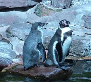 Brillenpinguine 