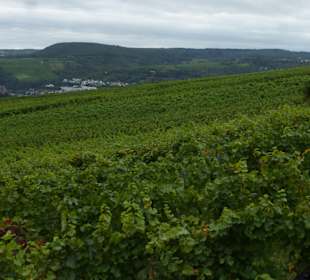 Bei unseren Wanderungen bei Rüdesheim